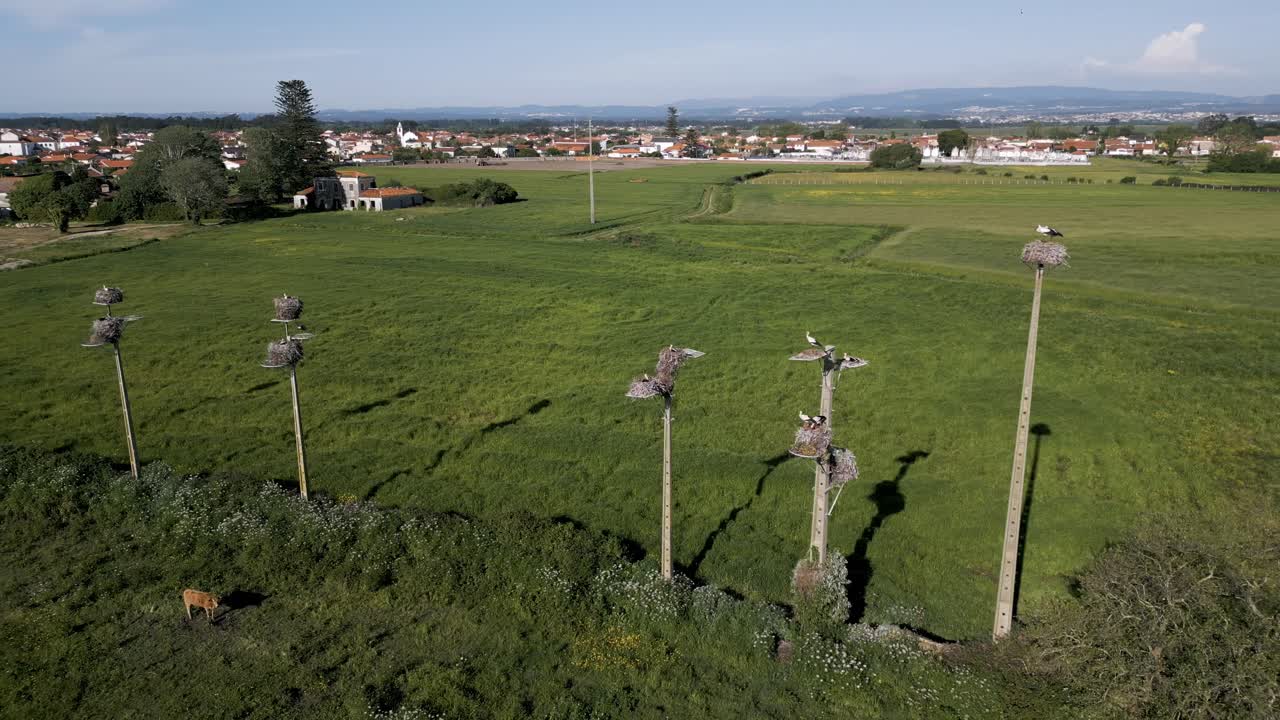 포르투갈 의 한 마을 근처 에 있는 울창 한  에 있는 기둥 꼭대기 에 있는 호랑이 둥지