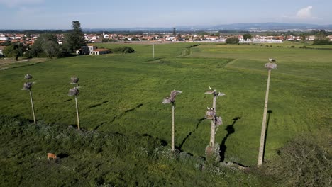 Nidos-De-Cigüeña-Encima-De-Postes-En-Un-Exuberante-Campo-Cerca-De-Un-Pueblo-En-Portugal