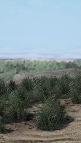 desert grass landscape