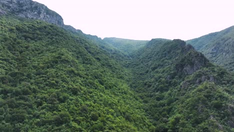 panoramic view of mountainside with forest and vegetation