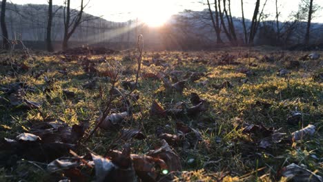 A-walk-in-the-forest,-autumn-season,-filmed-from-the-ground-at-sunset-with-light-coming-from-upfront-and-a-forest-in-the-background-and-a-clear-sky