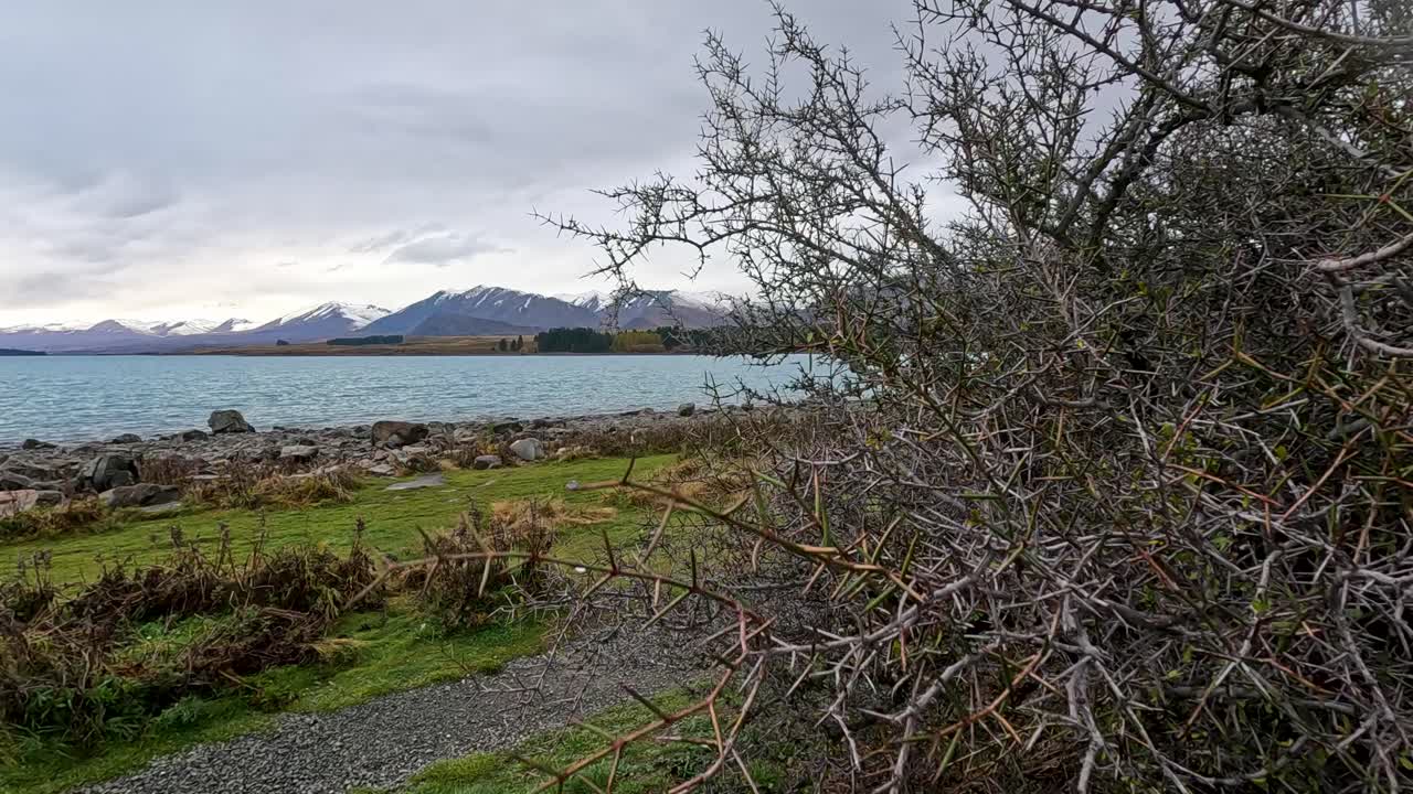 A handheld camera glides past a spiky bush, revealing Lake Tekapo’s rocky shoreline and distant mountains under overcast daylight, with natural, subdued lighting