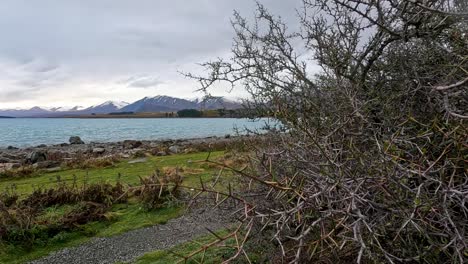 a handheld camera glides past a spiky bush, revealing lake tekapo’s rocky shoreline and distant mountains under overcast daylight, with natural, subdued lighting
