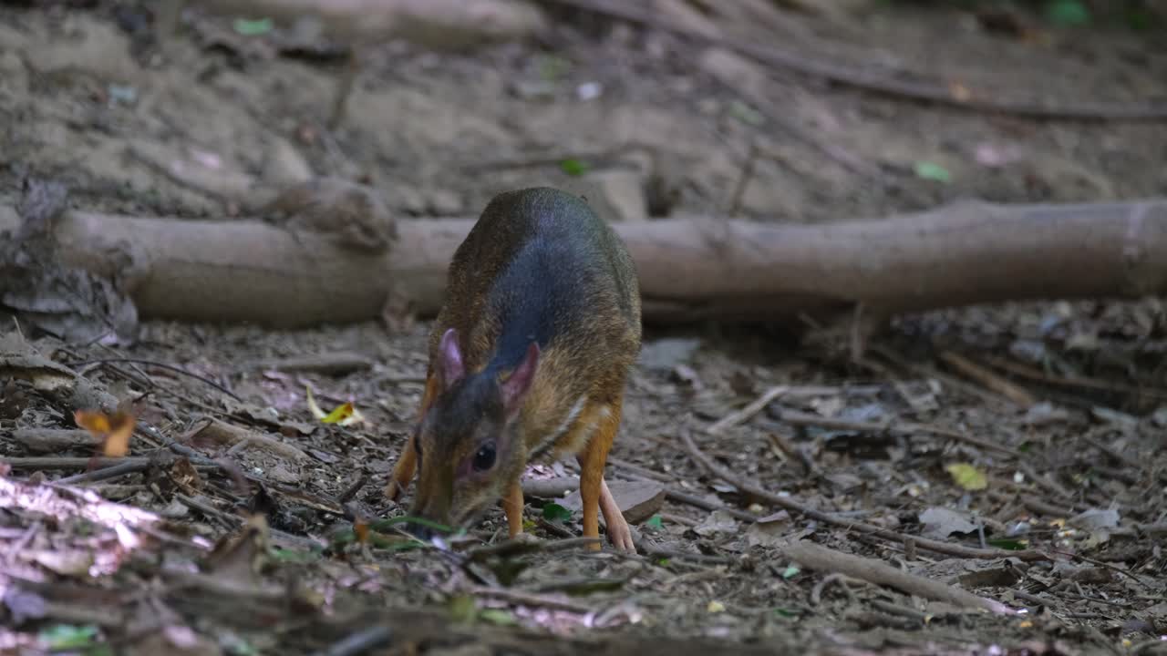 Un Tragulo minore (Tragulus kanchil) in cerca di frutti sul suolo della foresta, poi alza lo sguardo per cautela, Tailandia.