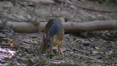 Foraging-for-some-fruits-on-the-forestgound-then-looks-up-to-be-cautious,-Lesser-Mouse-deer-Tragulus-kanchil,-Thailand