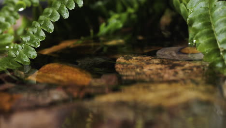 plantas en la orilla del río