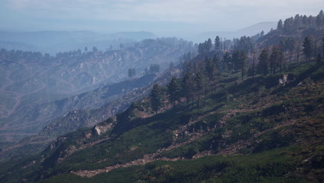 Bosque-De-Pinos-Verdes-En-La-Ladera-De-La-Montaña