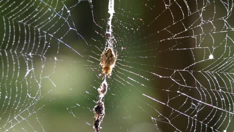 Spider's-web-in-light-breeze-against-a-blurred-natural-green-sunny-background-in-macro-close-up-shot