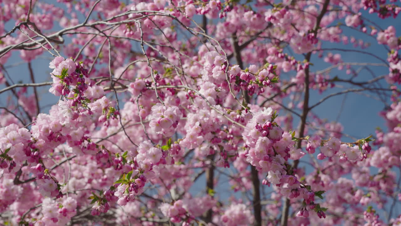 Primer plano de flores rosas mecidas por el viento