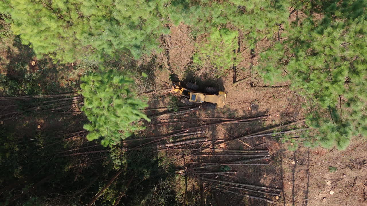 Harvester clearing trees in forest, deforestation logging industry process, drone top shot as tree falls to ground