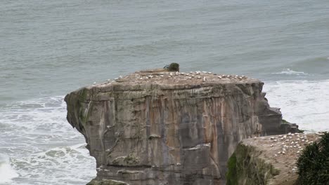 the gannet colony of muriwai viewed from afar on top of rugged cliffs at new zealand's west coast