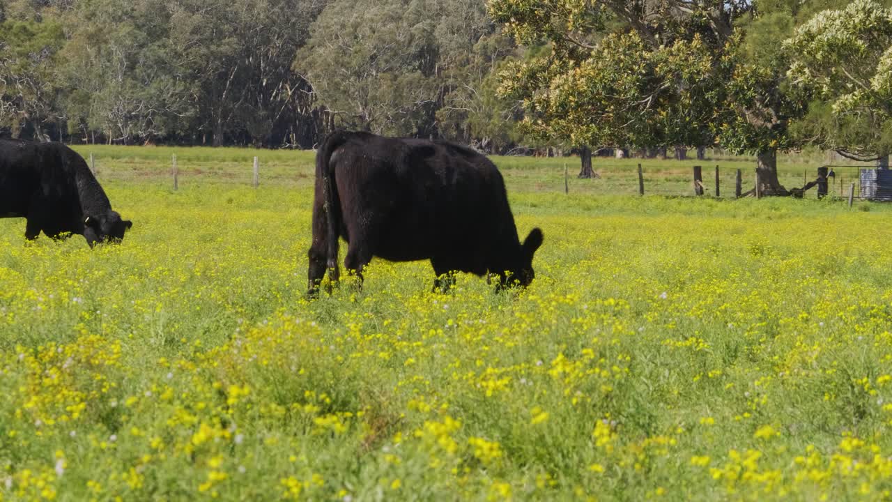 Mucche nere che pascolano sull'erba verde nel pascolo - Fattoria Crescent Head, Nuovo Galles del Sud, Australia - campo lungo