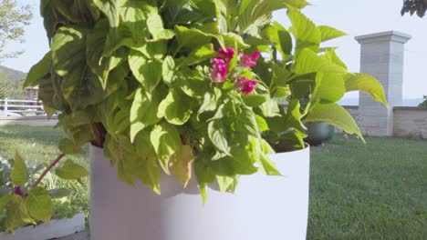 White-metal-pot-with-red-flower-on-a-porch-in-Greece-in-the-summer,-panning-up