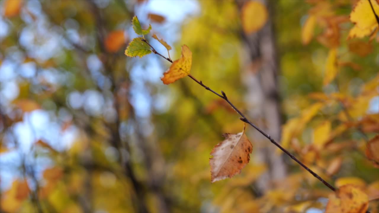 rama de hojas de naranja contra el bosque de otoño borroso en un día soleado