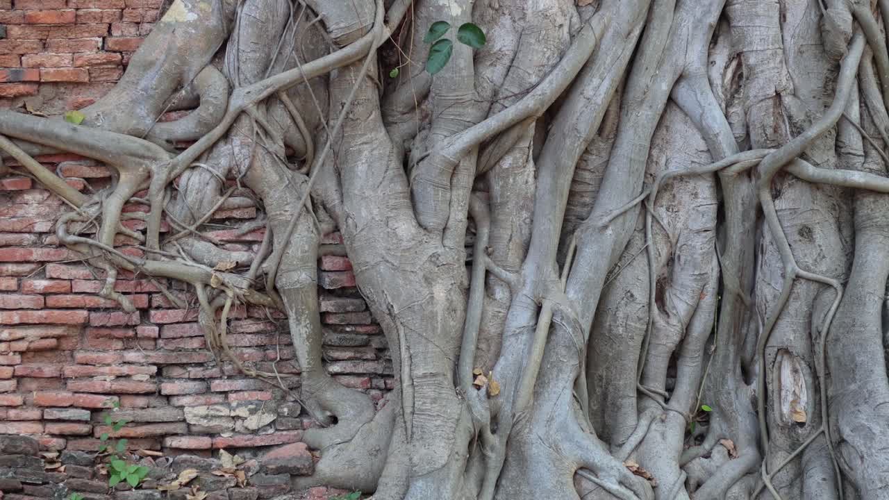 Gradual close-up of Buddha head in tree roots
