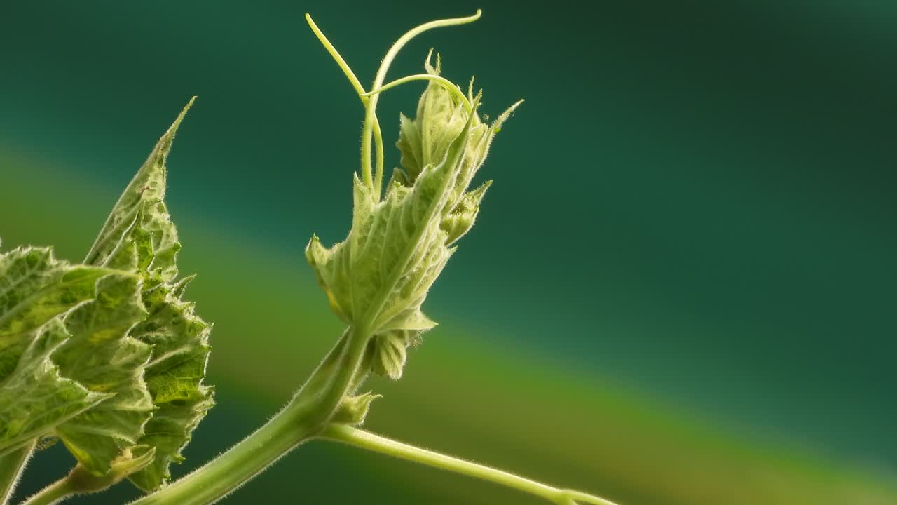 hojas de verduras de calabaza