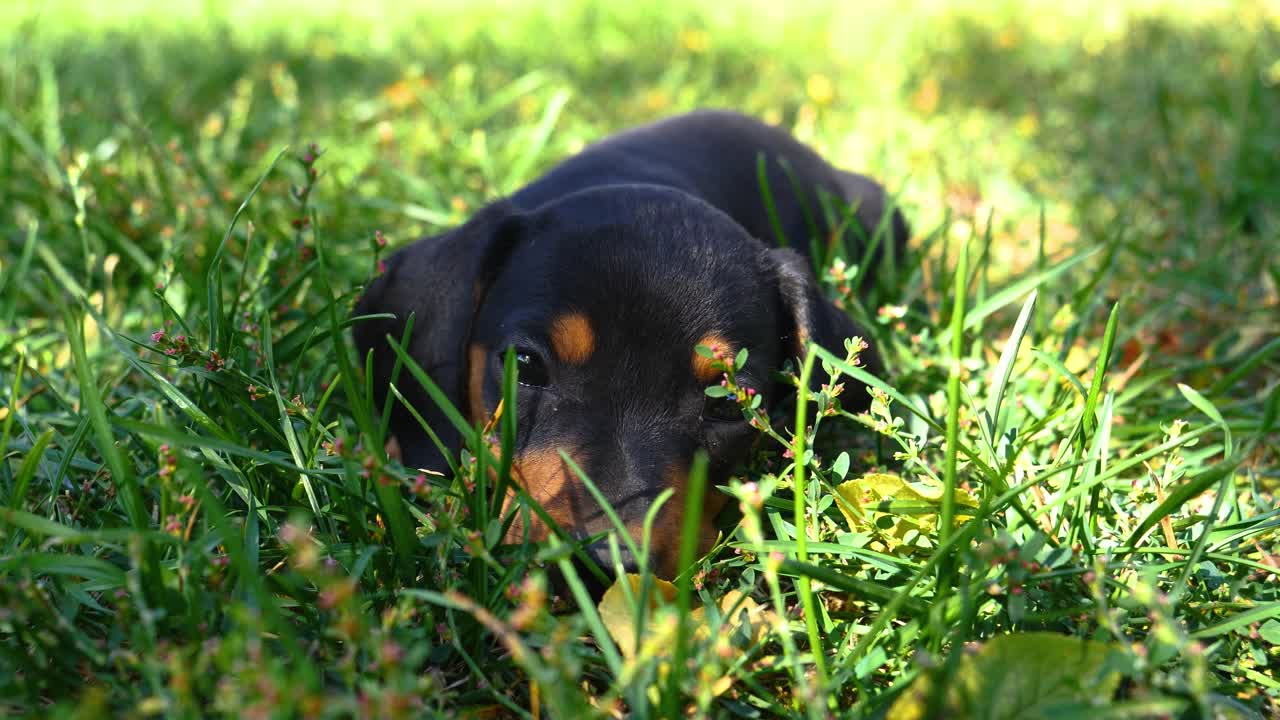 little puppy dog ​​is tired and looks through the grass while blinking. Very pretty dog. It is a susage dog, a badger dog.