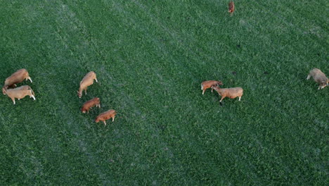 cows grazing in a field