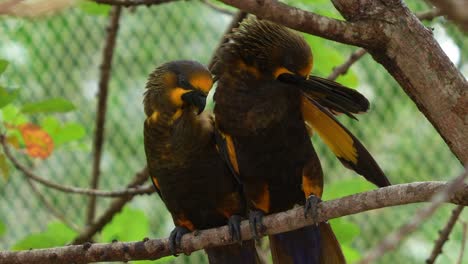 A-pair-of-brown-lory-perched-side-by-side-on-the-tree-branch,-preening-and-grooming-its-feathers-in-the-enclosure,-close-up-shot-of-exotic-parrot-bird-species-native-to-northern-New-Guinea