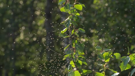 Ein-Mückenschwarm,-Der-Im-Sommer-In-Nordschweden-Fliegt