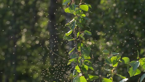 un enjambre de mosquitos volando en el norte de suecia durante el verano
