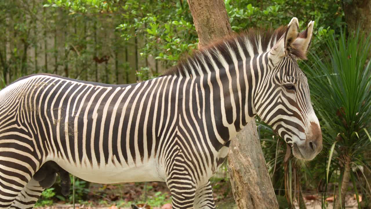 A Grevy's zebra walks slowly past trees in a naturalistic zoo enclosure during daylight