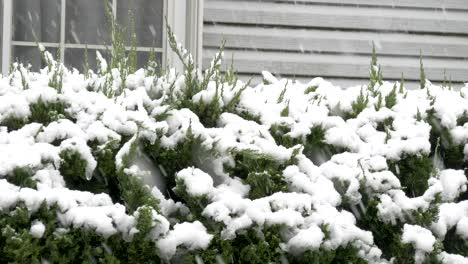 Nieve-Cayendo-Sobre-árboles-Verdes