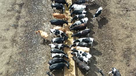 cattle feeding at a trough