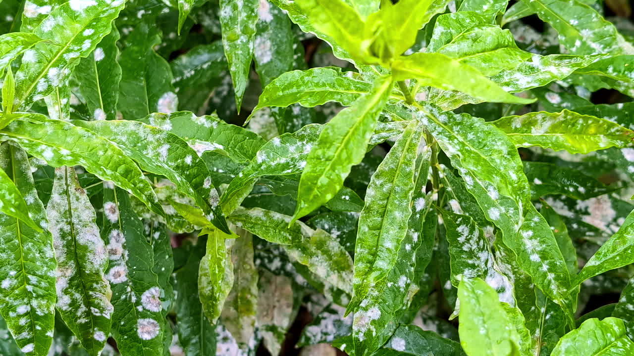 fotografía en primer plano de manchas o manchas blancas de la planta whiteywood