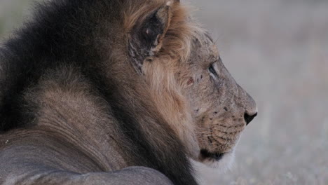 Male-Lion-Face-Closeup-Resting-In-Savanna