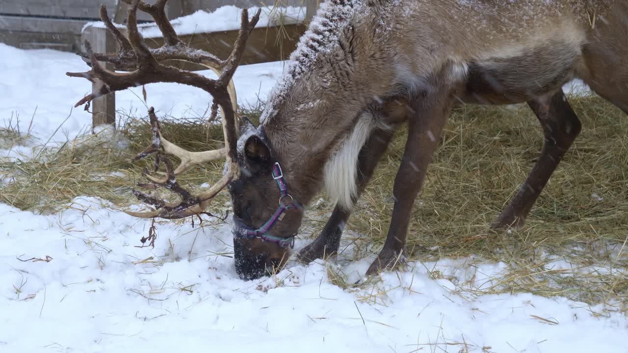 vista cercana de un reno comiendo heno mientras nieva en un bosque de noruega