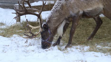 Nahaufnahme-Eines-Rentiers,-Das-Heu-Frisst,-Während-Es-In-Einem-Wald-Von-Norwegen-Schneit