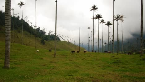 Caballos-Salento-Comiendo-Hierba-En-El-Bosque-Subtropical-Del-Valle-De-Cocora-Cerca-De-Las-Nubes-En-Quindio-Cordillera-Central-De-Los-Andes-Colombia,-Parque-Nacional-Natural-Los-Nevados