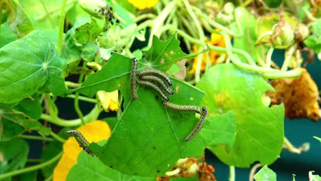 Pieris-brassicae--caterpillars-eating-nasturtium-leaves-in-summer