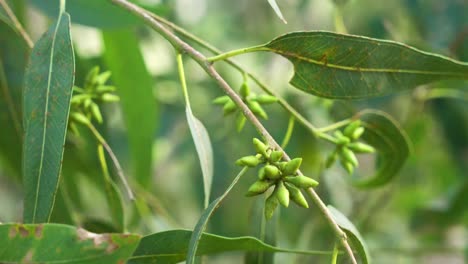 Eucalyptus-leaves-and-seeds-moving-in-the-wind,-close-up