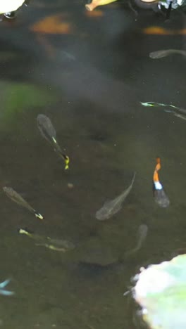 fish swimming among leaves in a tranquil pond