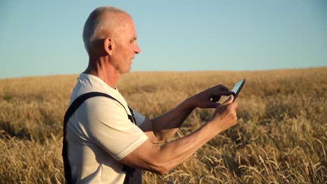 senior farmer using tablet on wheat field. farmer inspects wheat growth. concept of digital technologies in agriculture