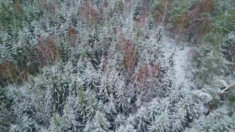 Evergreen-spruce-tree-forest-covered-in-snow,-aerial-of-dense-forest