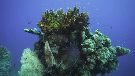 Stunning-vibrant-vertical-coral-reef-mound-surrounded-by-fans-of-branching-coral-and-fish