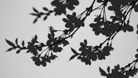 cherry blossom shadows