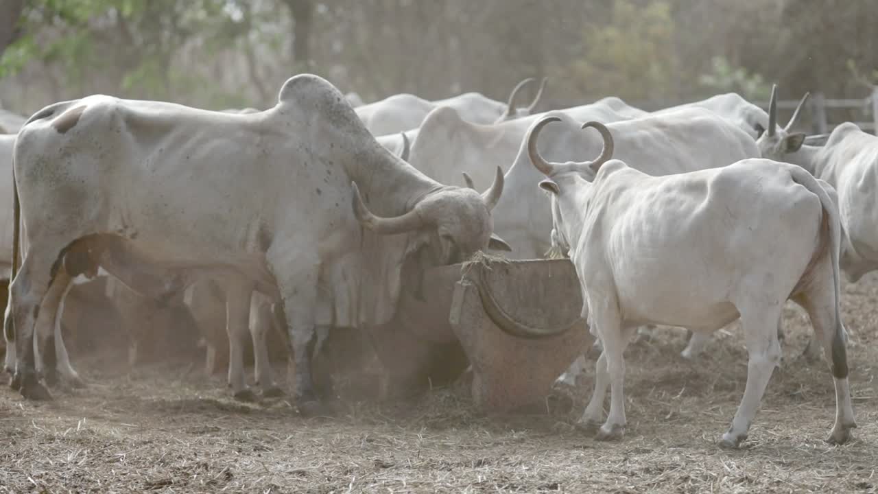 Rebanho de Vacas Brancas Pastando em um Campo