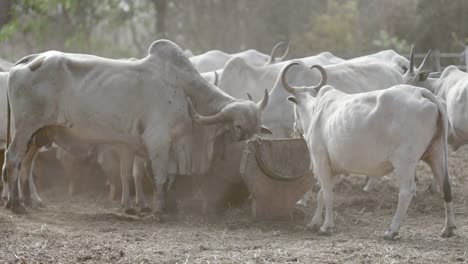 herd of white cows grazing in a field
