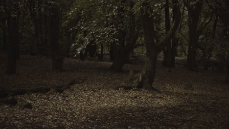 un bosque de otoño en el noroeste de inglaterra con hojas amarillas y árboles