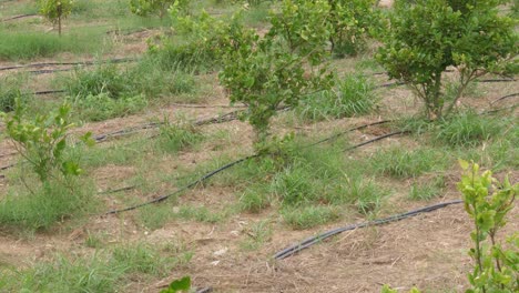 Rows-Of-Hosepipe-Tubing-Seen-On-Ground-For-Drip-Irrigation-System-In-Sindh,-Pakistan