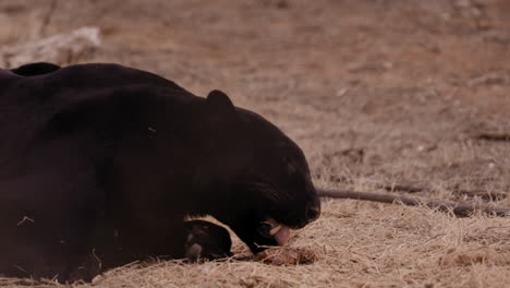 leopardo negro acostado en el heno comiendo un pedazo de carne cruda - tiro medio