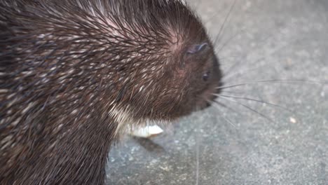 Langer-Schnurrbart,-Stämmiges-Nagetier,-Malaiisches-Stachelschwein-Oder-Himalaya-Stachelschwein,-Hystrix-Brachyura,-Bedeckt-Mit-Stacheligen-Stacheln,-Essen-Kauend,-Tierwelt,-Nahaufnahme