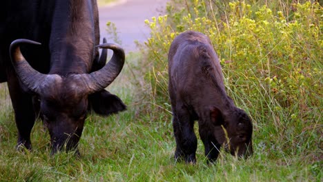 Gran-Búfalo-Salvaje-Pastando-Con-Su-Bebé-En-Un-Campo-Verde-En-La-Naturaleza