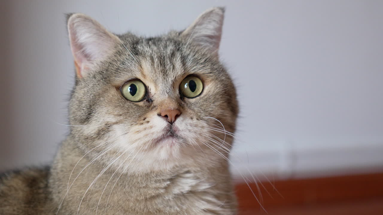 encantador gato británico de pelo corto con grandes ojos amarillos brillantes mirando a su alrededor con curiosidad