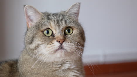 Charming-British-Shorthair-cat-with-big,-bright-yellow-eyes-looking-around-curiously