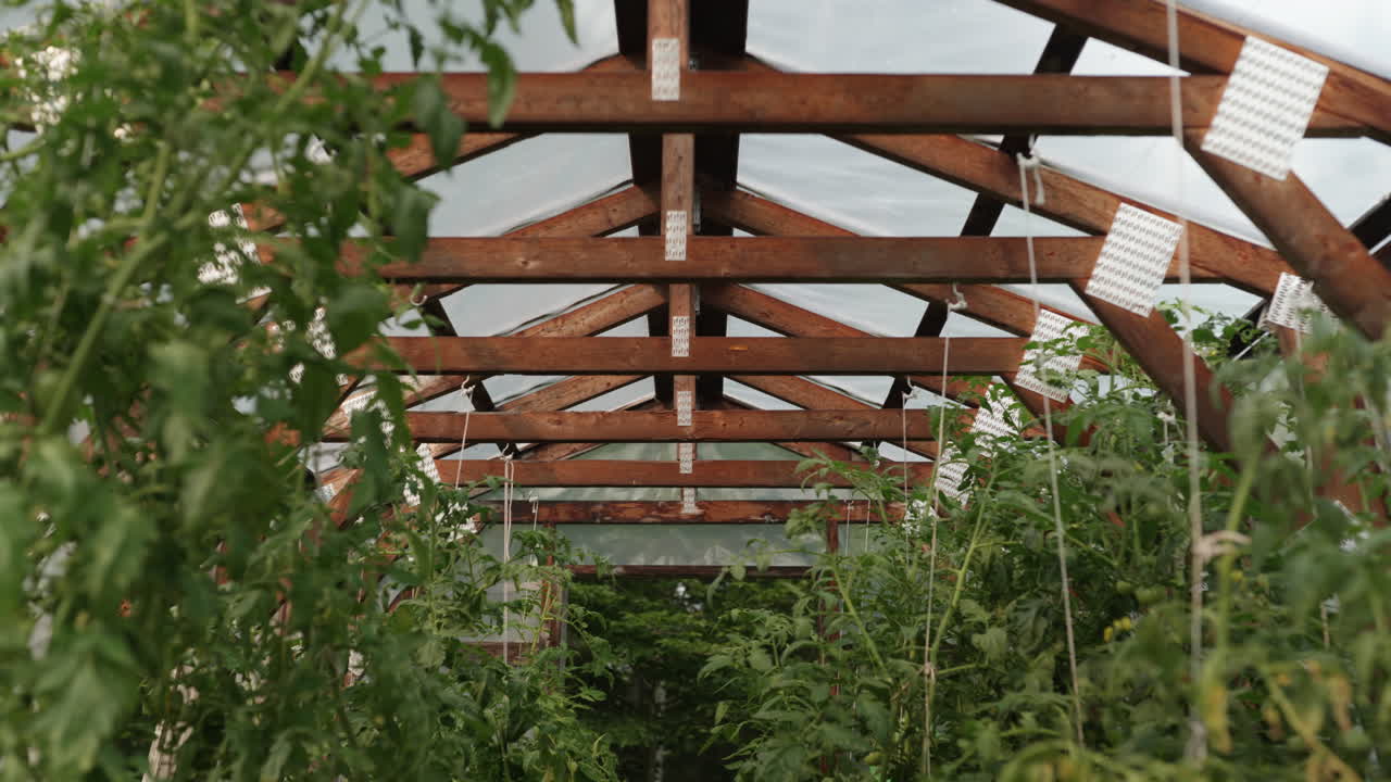 Tomato plants grow abundantly under a wooden structure, surrounded by greenery, showcasing the vibrant life of a greenhouse. Overcast sky adds a soft light to the setting.